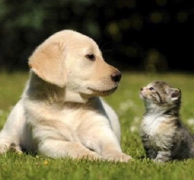 A puppy and kitten
