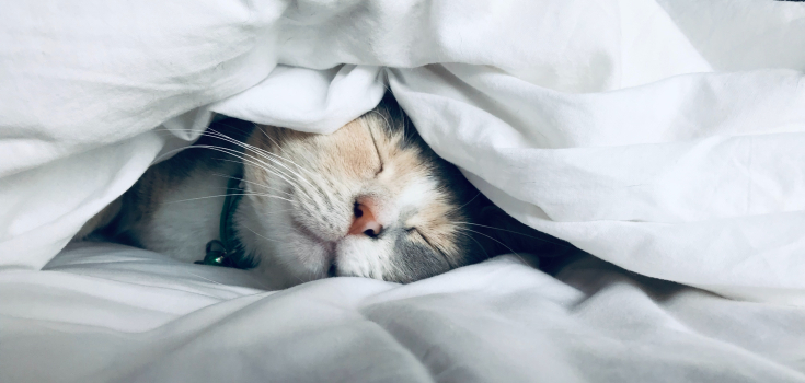 Senior Sleep blog feature image, cat sleeping