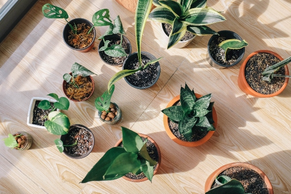 Small potted plants. Photo courtesy of Huy Phan, Unsplash