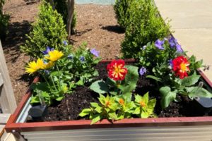 Flowers planted in Branchlands Mother's Day 2020 gardening