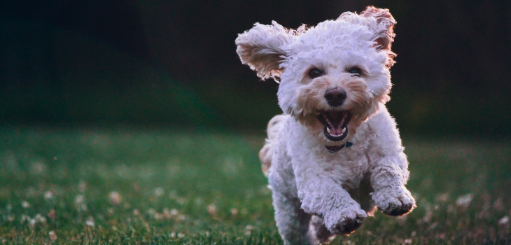 Fluffy cockapoo having the time of his life at the park, Unsplash Joe Ciaone