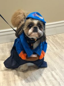 Dog in Halloween costume at Linden House Assisted Living in Charlottesville