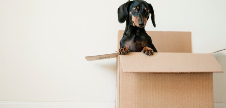 A cute dog in a moving box ready for downsizing