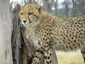 A cheetah in front of a tree