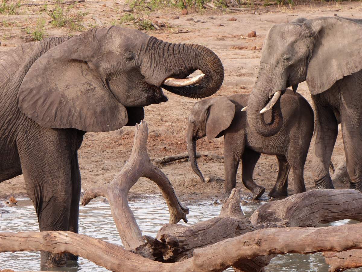 Two adult elephants and one young elephant