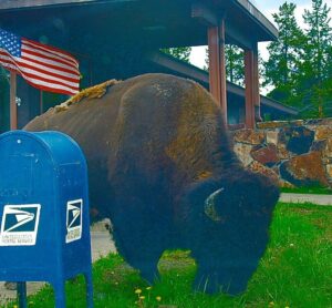 A bison in front of a post office