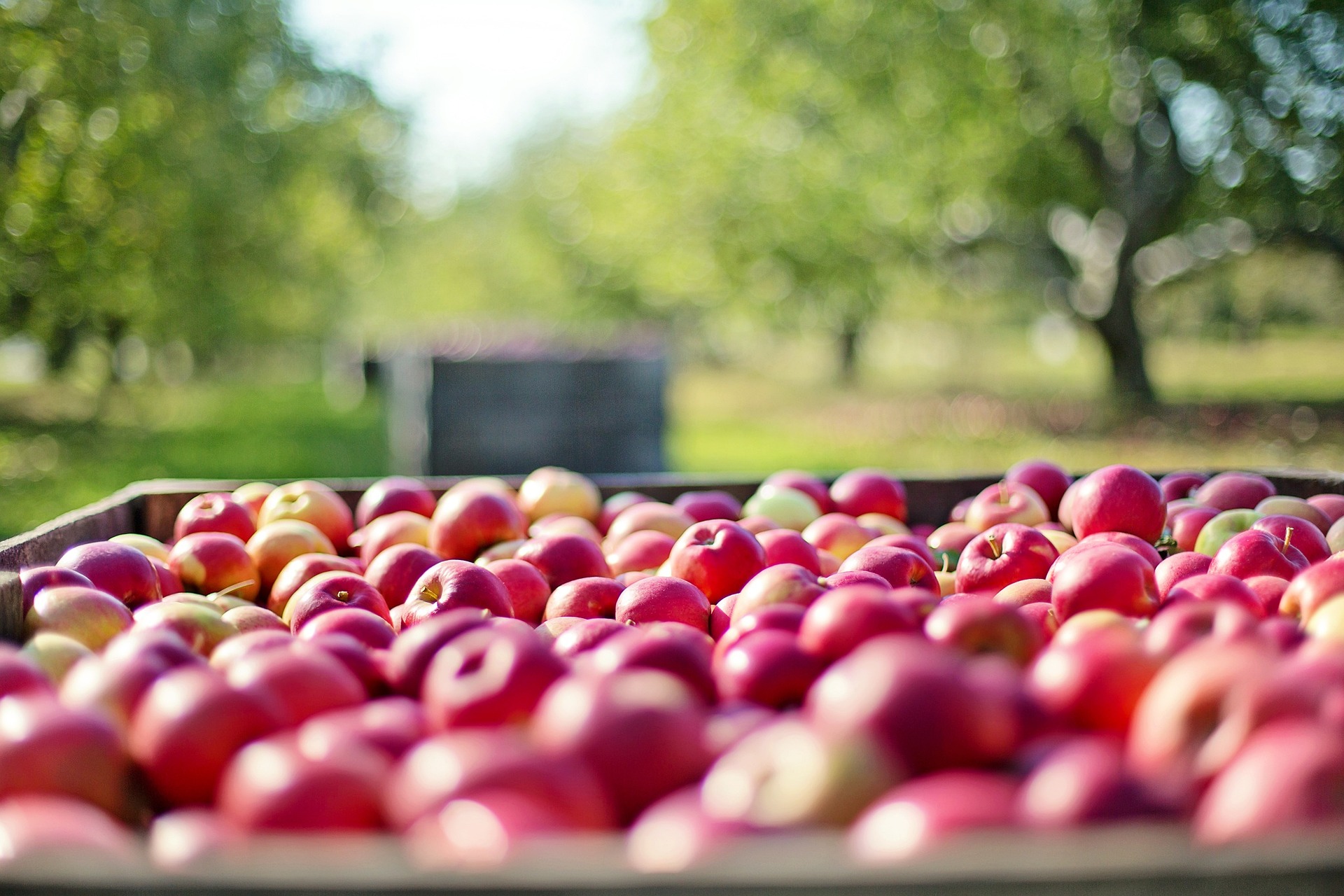 Apples in an orchard.