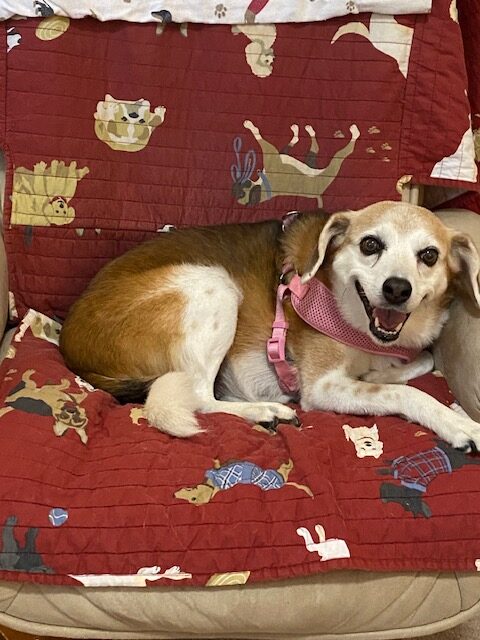 Honey seated on her favorite chair.