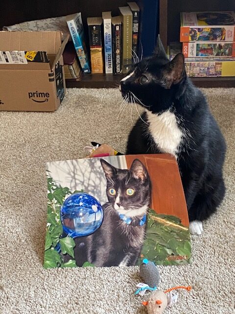 Shadow the cat, with a photograph of his younger self.