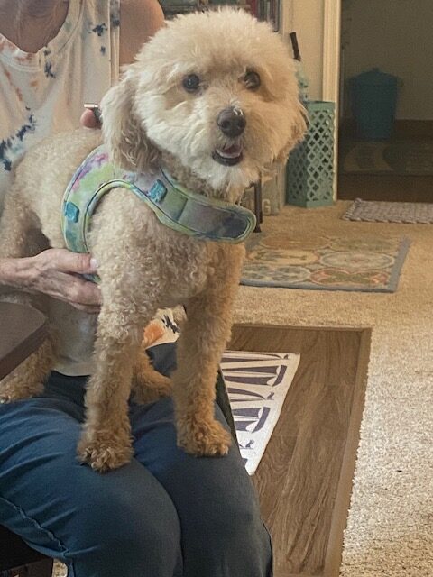 Hazel the bichon poodle perched on Susan's knees.