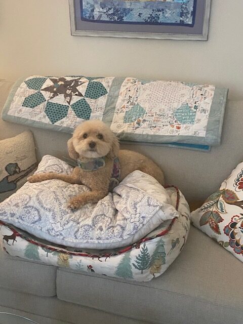 Haze l the bichon poodle relaxing on a plush pillow.