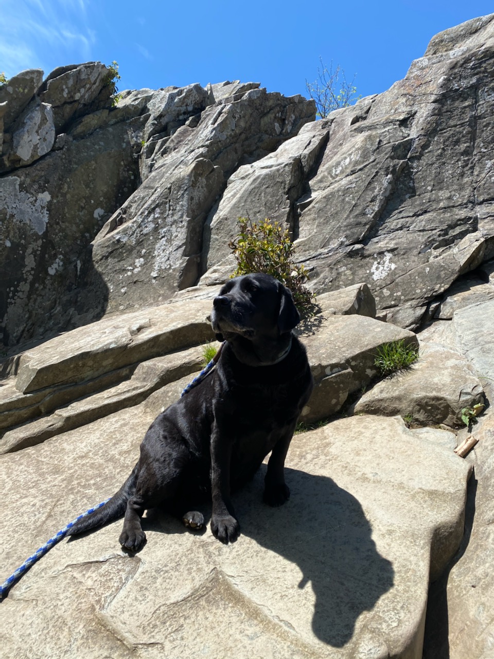 Lola the therapy dog on a hike near Charlottesville.