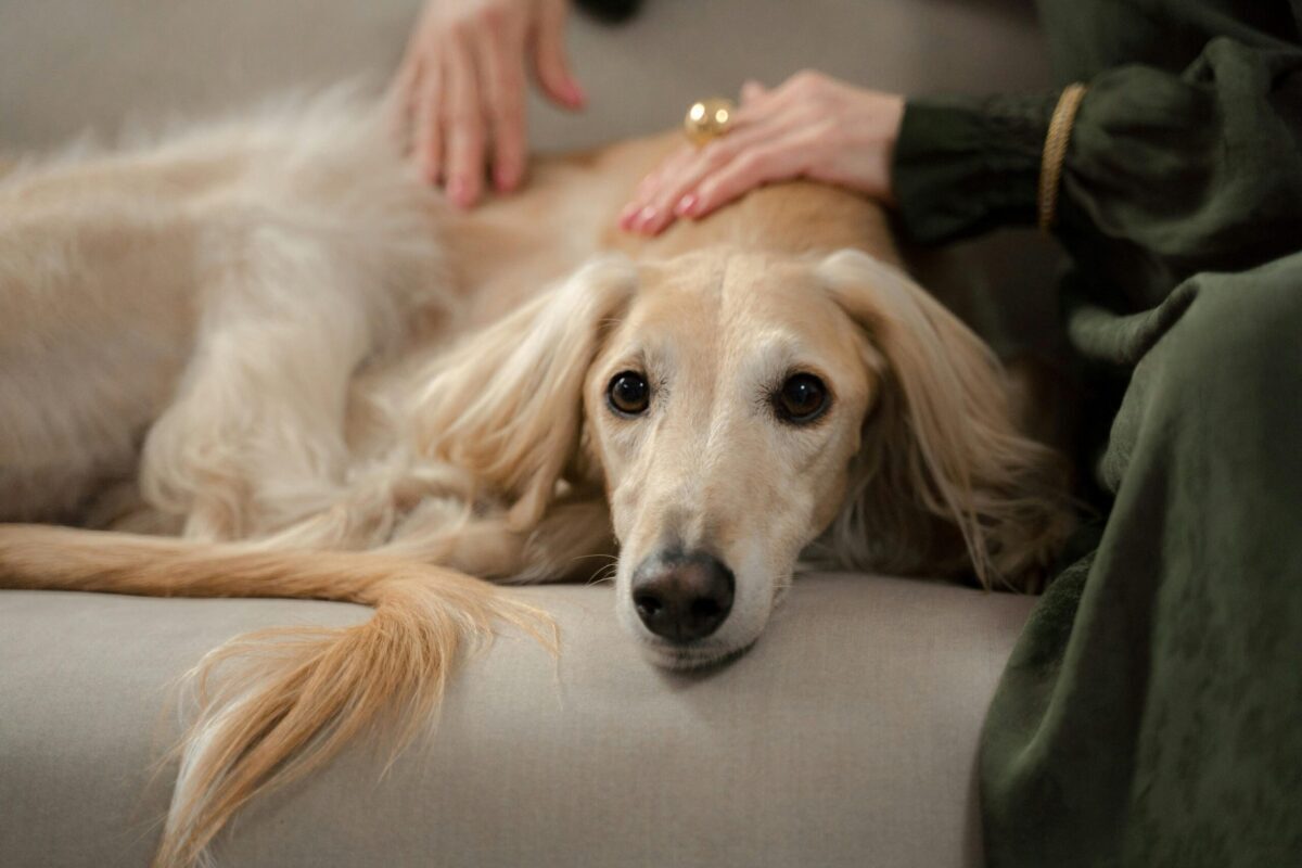 A dog seated on a couch being pet by a woman.