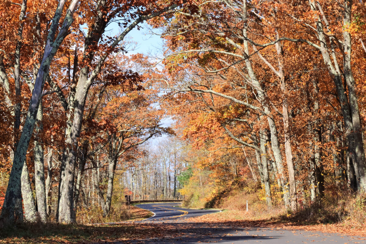 A photo of fall foliage along Skyline Drive in the Loft Mountain Area.