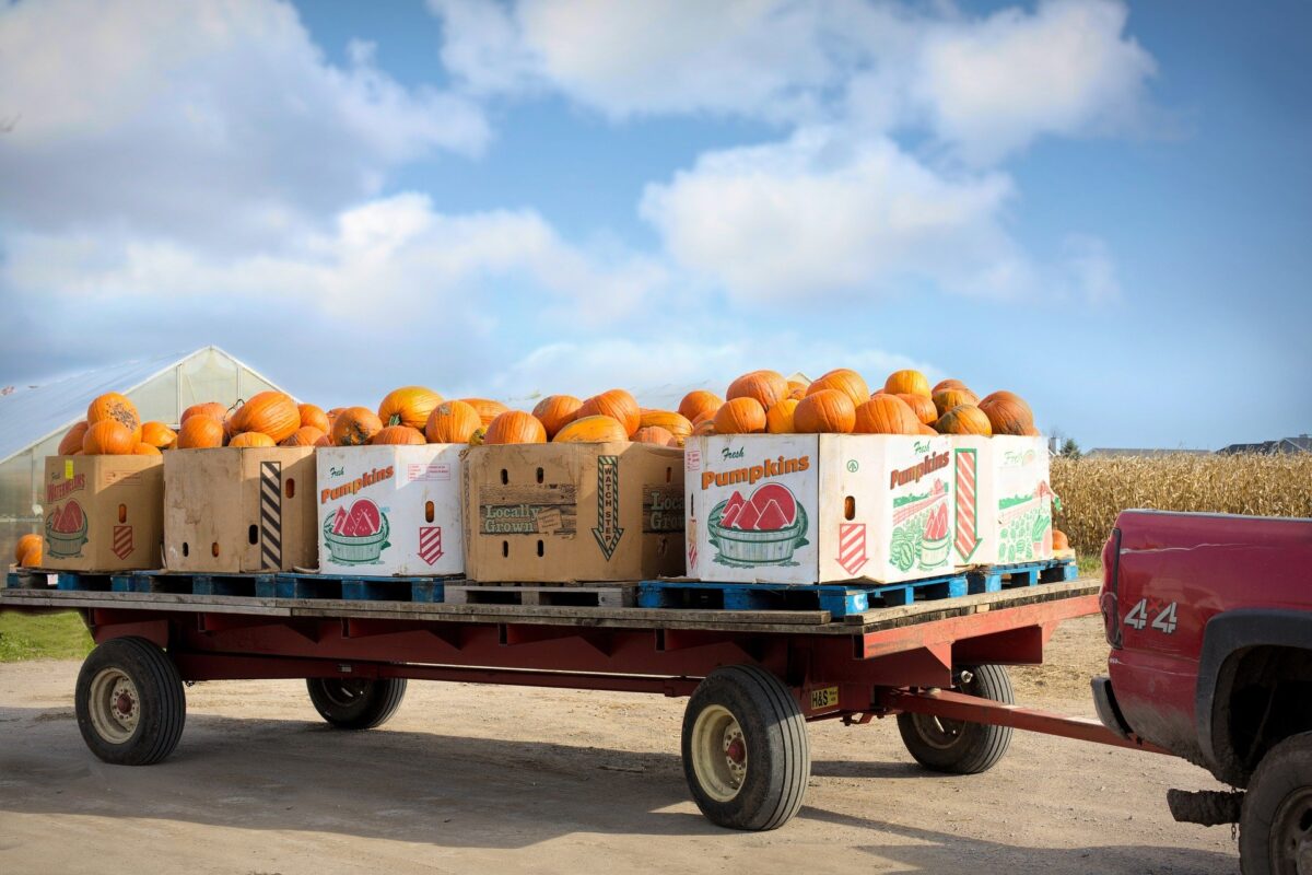 Several large boxes of pumpkins on a trailer, attached to a truck.